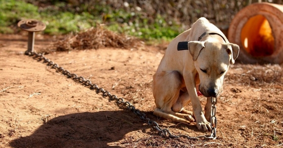 Január 1-jétől tilos kutyát tartósan kikötve tartani