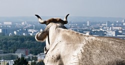 Ne csodálkozzon, ha ma tehenek jönnek szembe Budapesten