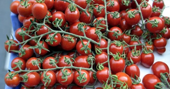 Napokon belül megérkezik a piacokra a zamatos szigetvári paradicsom Napokon belül megérkezik a piacokra a zamatos szigetvári paradicsom