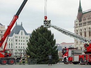 Felállították az ország karácsonyfáját az Országház előtt